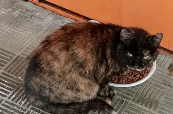 Найдена кошка, Ишим, фото: Кошка найдена: ул. Республики, 10А, Ишим