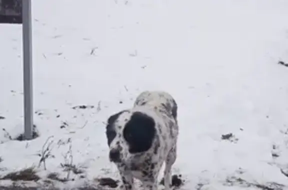 Собака найдена, ул. Пушкина, Глазок - photo