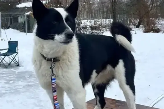 Найдена собака, Рушиново, фото: Найдена собака, Центральная ул., 27