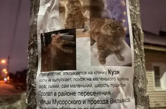 Пропала кошка на Мусоргского, Тула