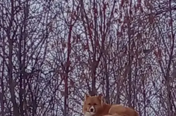 Найденные животные Казань, фото: Собака найдена у платформы 