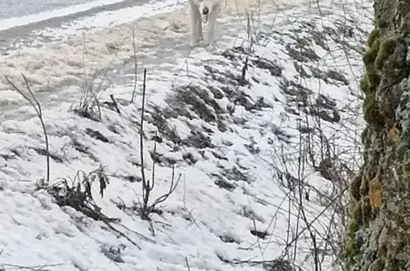 Собака найдена: Запольная ул., 2, Печерск