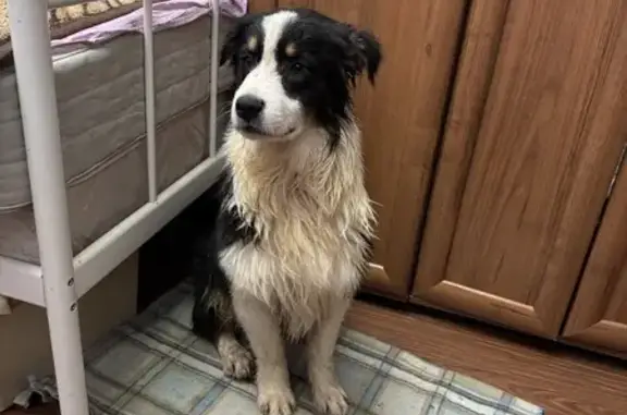 Найдена собака, Санкт-Петербург, фото: Собака найдена: Малый пр. В.О., 22, СПб