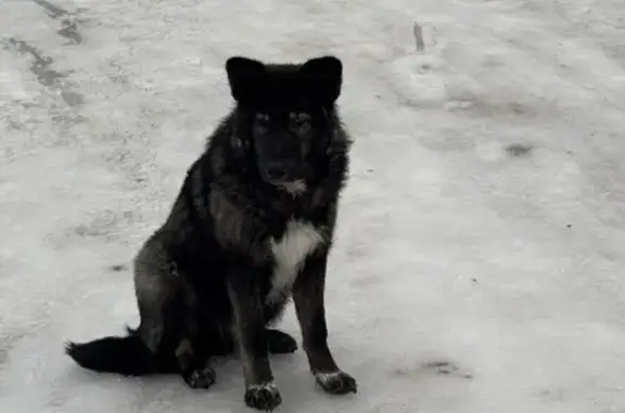 Собака найдена на 7-й Луговой, 18