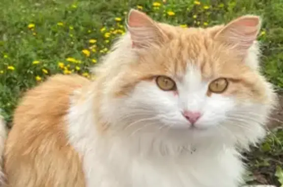 Кошки потеряшки, Добрянка, фото: Потеряшка кошка Соня, Советская, Добрянка