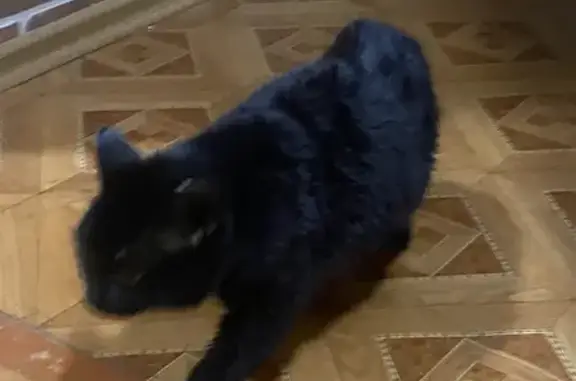 Найдена кошка, Лабытнанги, фото: Черная кошка найдена, Орлова 35, Лабытнанги