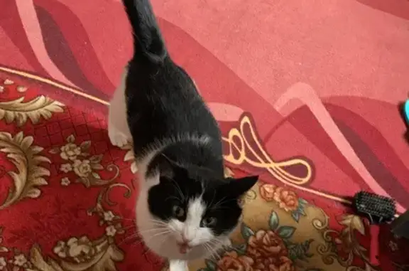 Найденные животные Элиста, фото: Кот найден в Элисте, Калмыкия