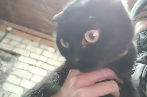 Кошка найдена в Горно-Алтайске