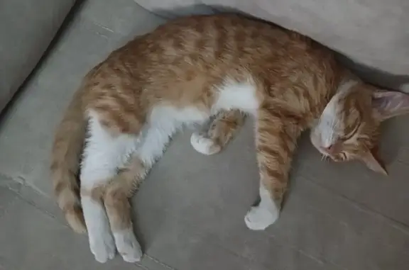 Найдена кошка, Калачинск, фото: Найдена кошка у магазина, ул. Лисавенко