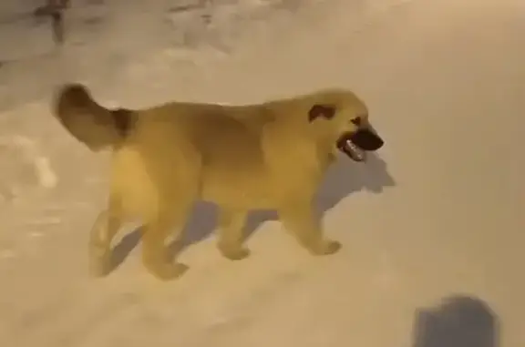 Найденные животные Уфа, фото: Найдена собака, Уфимское шоссе, Уфа