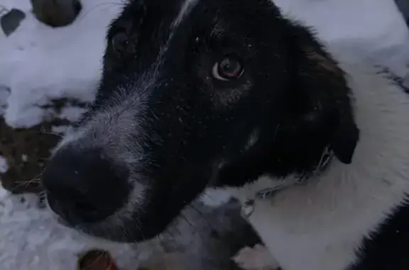 Найдена собака, Ставрополь, фото: Собака найдена, ул. Бруснева, Ставрополь