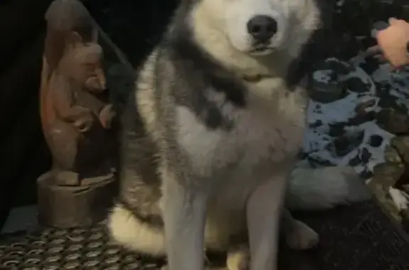 Хаски найдена у кафе в Даховской