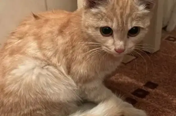 Найдена кошка, Барабинск, фото: Рыжий кот найден у магазина, Деповская, Барабинск