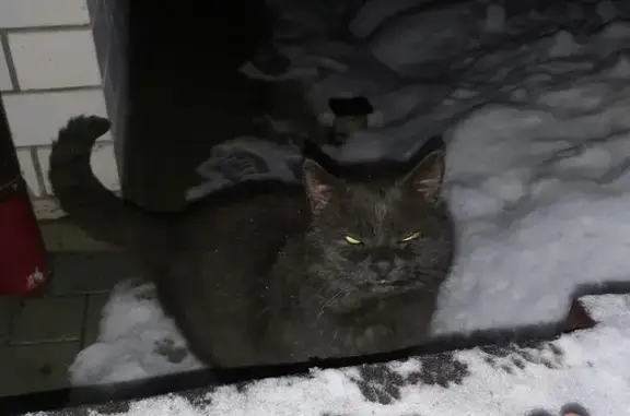 Найдена кошка, Гороховец, фото: Кошка найдена: ул. Дзержинского 2, Гороховец