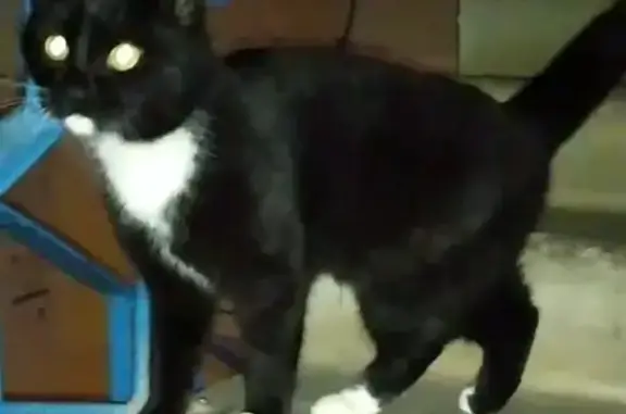 Объявления о пропавших и найденных животных, Луховицы, фото: Кошка найдена на ул. Мира, 46, Луховицы