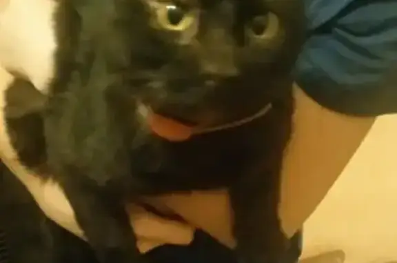 Найден черный кот на ул. Громова, 34к2