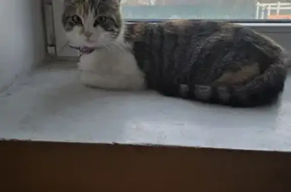 Кошка найдена: Нечаева, 50, Чита