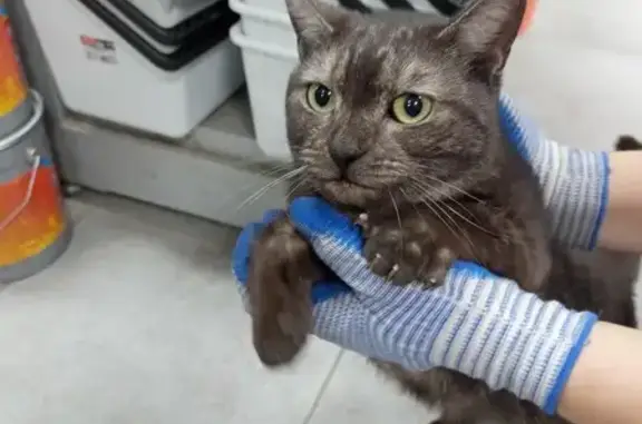 Найдена кошка, Иглино, фото: Кошка найдена в Иглино, Башкортостан