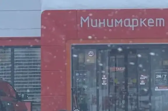 Хаски найден в Солнечном, ХМАО-Югра