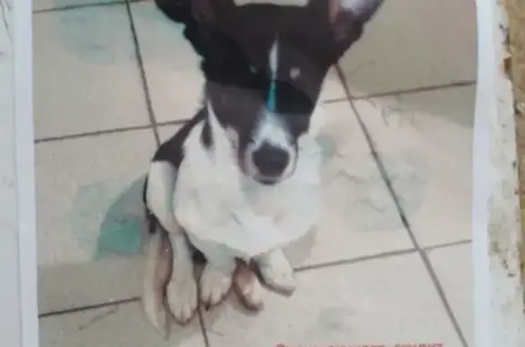 Найдена собака, Оренбург, фото: Собака найдена: Салмышская 68, Оренбург