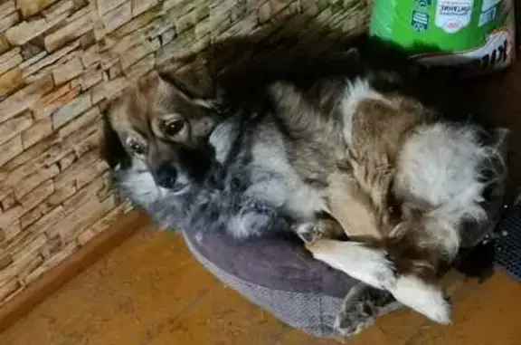 Собаки потеряшки, Пенза, фото: Потеряшка собака на Черниговской, 44