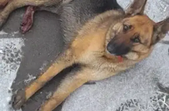 Найденные животные Саратов, фото: Овчарка найдена, Белозерская ул., Саратов