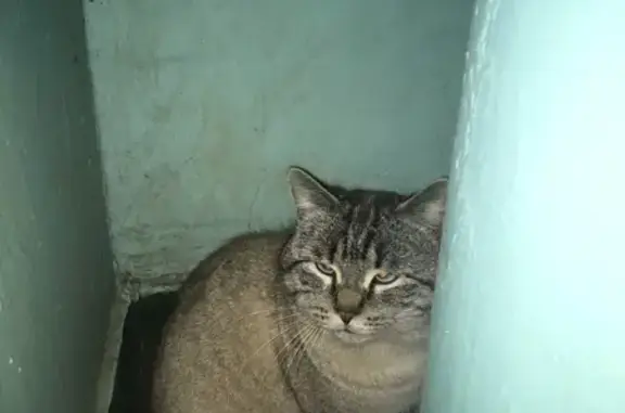 Кошка найдена на ул. Фрунзе, 41, Тольятти