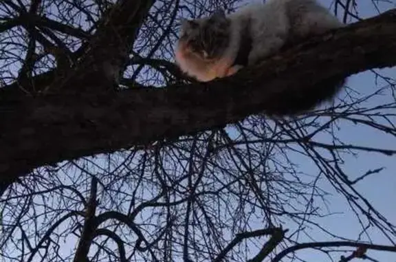 Кошка найдена на Парковой, 1А, Щедрино