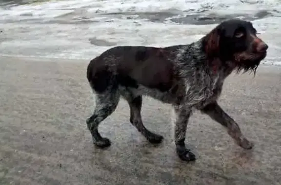 Собаки потеряшки, Рязановский, фото: Потеряшка драдхар, ул. Ленина 6, Рязановский