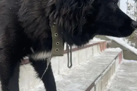 Собака найдена, ул. Энтузиастов, 20, Уфа