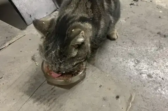 Кошка найдена в подвале, Новосибирск