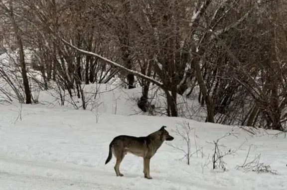 Найдена собака в Ижевске, Удмуртия