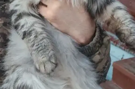 Кошка найдена: Московская обл., д. 25