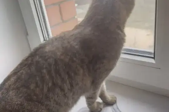 Кошка найдена: ул. 50 лет НЛМК, 21А, Липецк