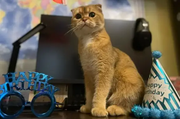 Кошки потеряшки, Ростов-на-Дону, фото: Потеряшка кот Симба, Артёмовская 32, Ростов