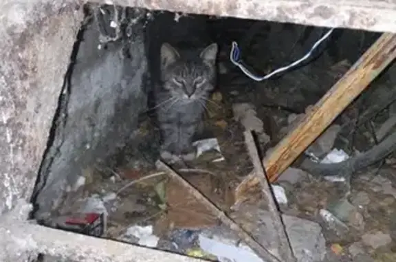 Найдена кошка, Пушкин, фото: Кошка найдена: Пушкинская 42/30, Пушкин
