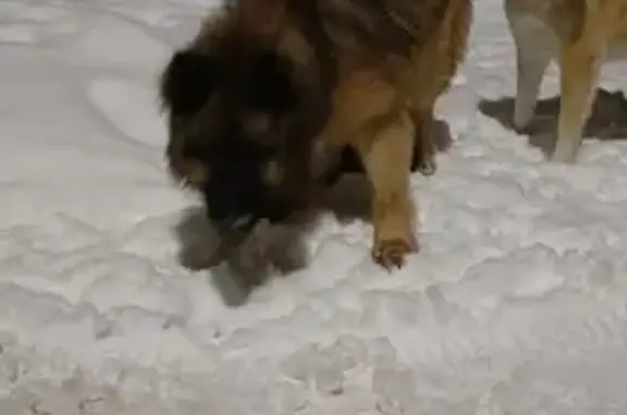 Найдена собака, Чебоксары, фото: Собака найдена: Складской проезд, Чебоксары