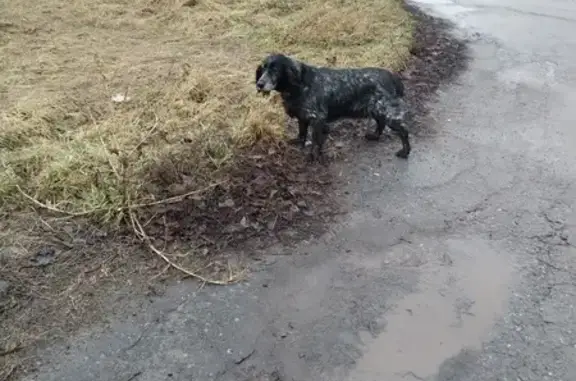 Собака найдена: Журавлиная ул., 31, Курск