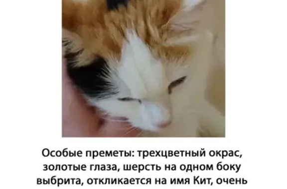 Кошки потеряшки, Екатеринбург, фото: Потеряшка кошка, ул. Савкова 46/2, Екатеринбург