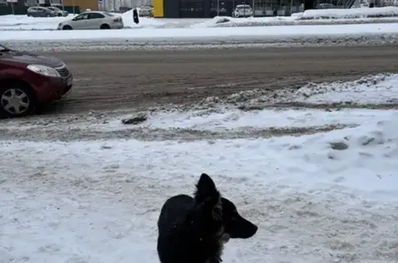 Щенок найден на Студенческой, Нижнекамск