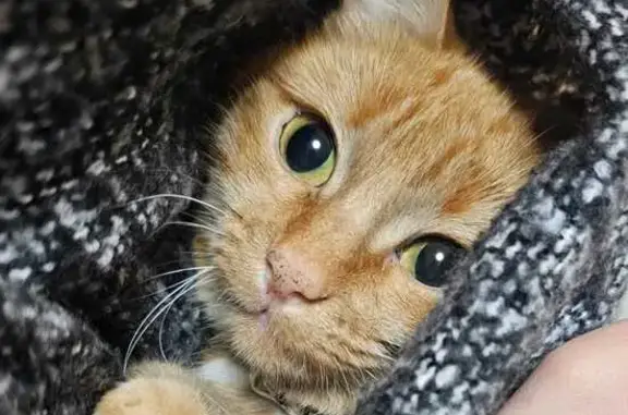 Кошки потеряшки, Фролово, фото: Потеряшка кошка Сима, Фролово, Московская 34