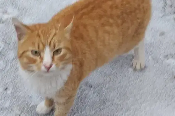 Найдена кошка, Тимшино, фото: Кошка найдена в Тимшино, 46К-5111