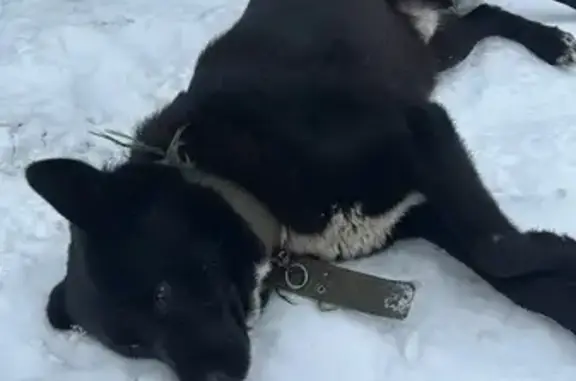 Собака найдена в Каенлинском, Татарстан