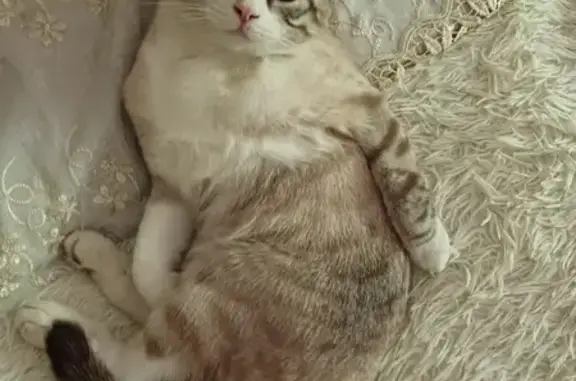 Кошки потеряшки, Краснодар, фото: Потеряшка кошка, 9-я Тихая ул., Краснодар