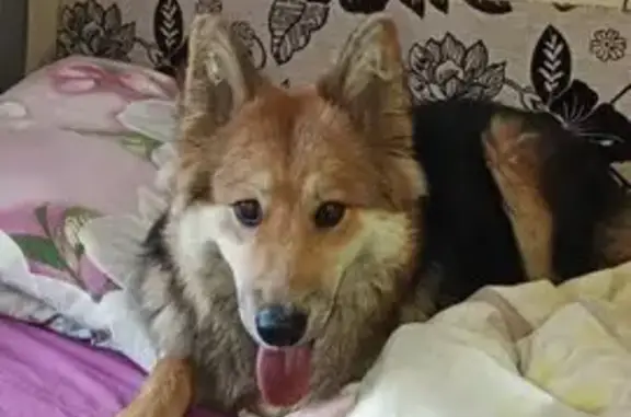 Собака найдена, ул. Бабича, 16, Ярославль