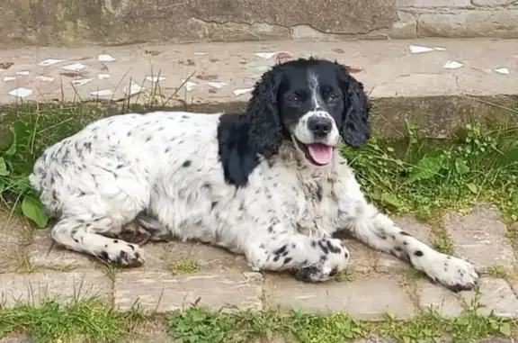 Собаки потеряшки, Вейно, фото: Потеряшка собака, Вейно, Центральная ул.