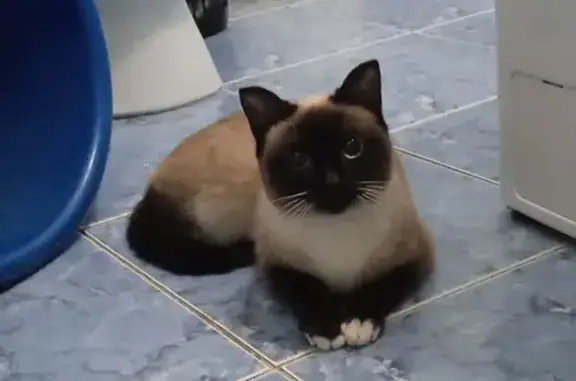 Сиамская кошка найдена, Радищева 4, Кемерово