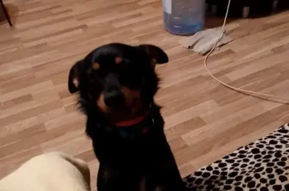 Собаки потеряшки, Ивановка, фото: Потеряшка собака, Лесозащитная ул., Ивановка