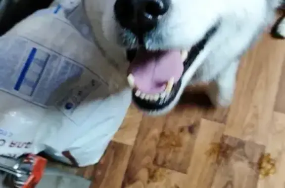 Найденные животные Ставрополь, фото: Ставрополь: найдена собака на Южный Обход, 26