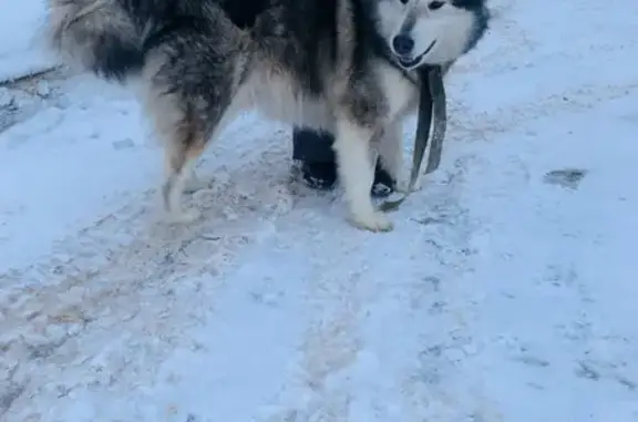 Маламут найден на трассе Сулеево, Татарстан